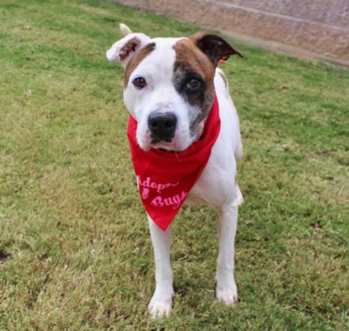 Photo of Benjamen (Benji) 1395-25