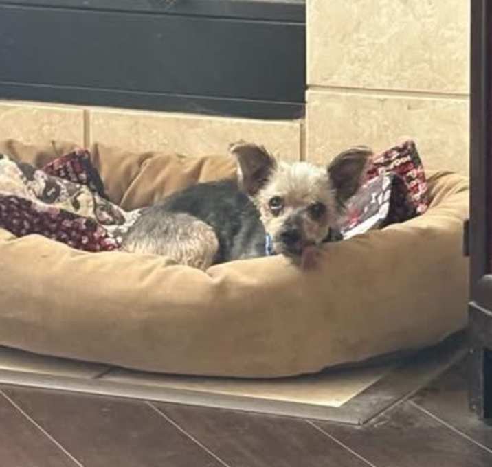 Photo of Stitch (Dallas)