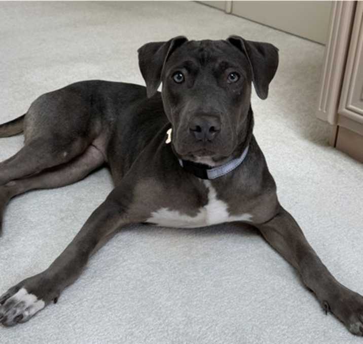 Photo of *Mira - Pending