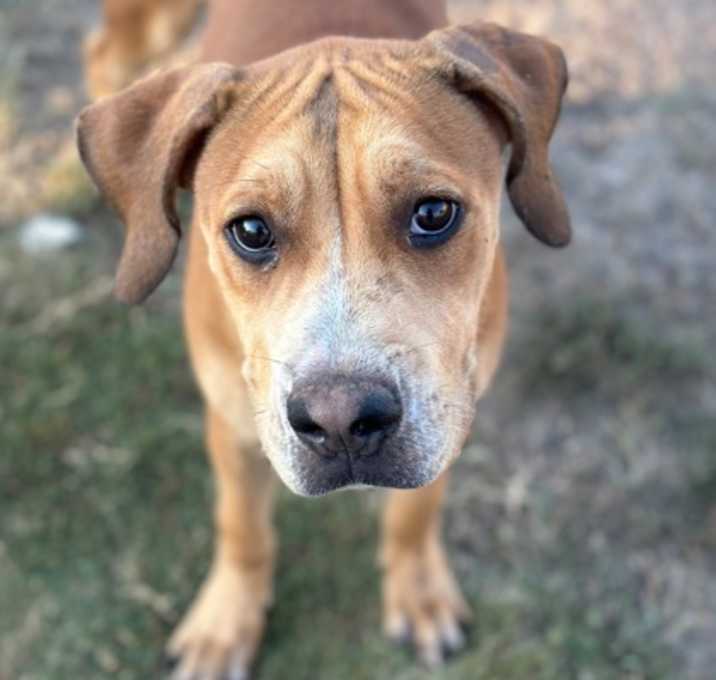 Photo of Chestnut