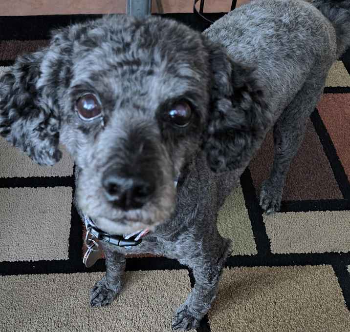 Photo of Pepper