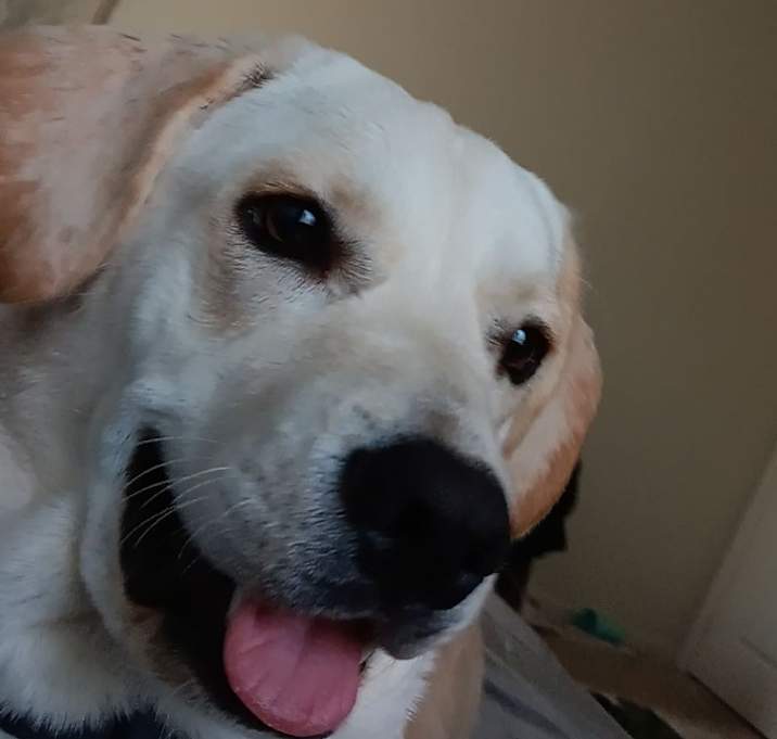 Photo of ham