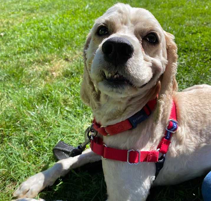Photo of Basil