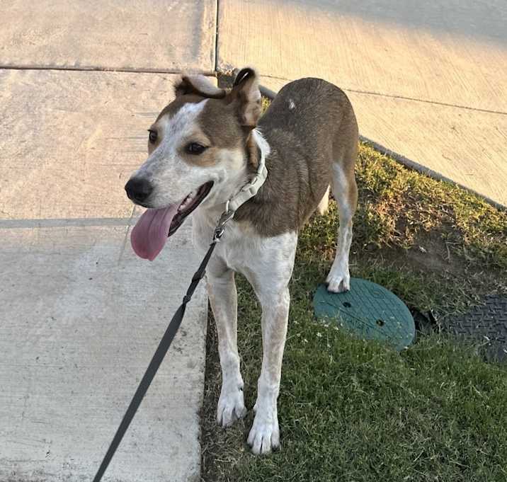 Photo of Maple