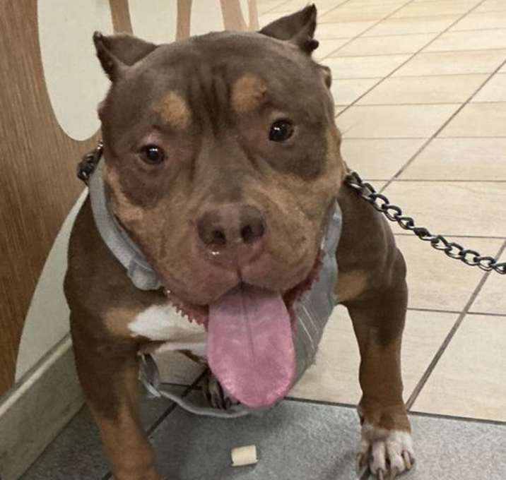 Photo of 182373 Toast (HOSPICE)