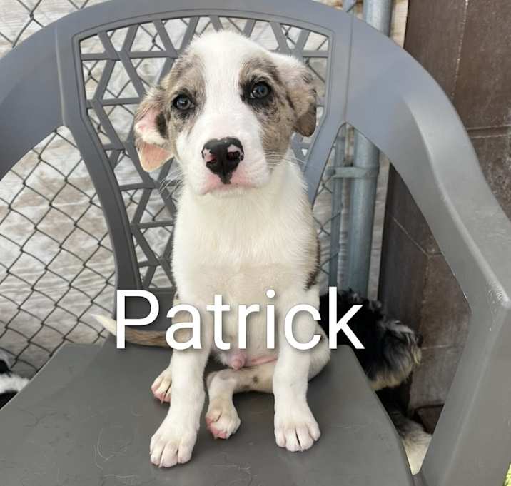 Photo of Patrick