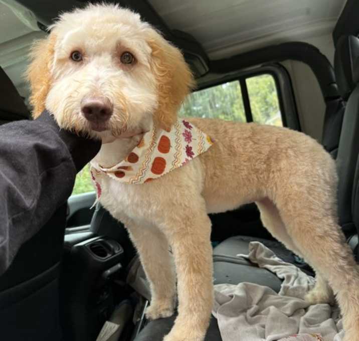 Photo of Stella