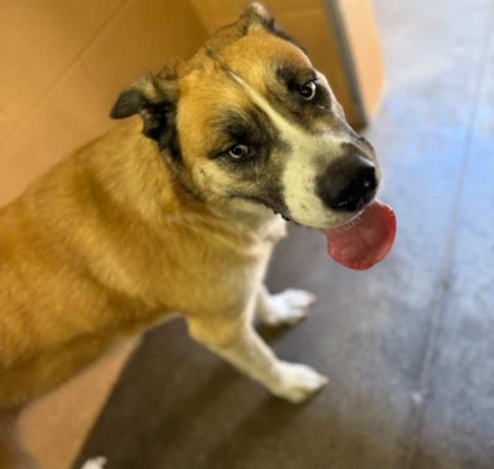 Photo of Nala