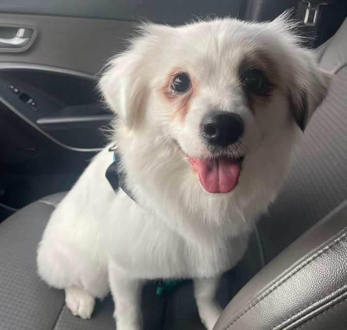 Photo of Daisy