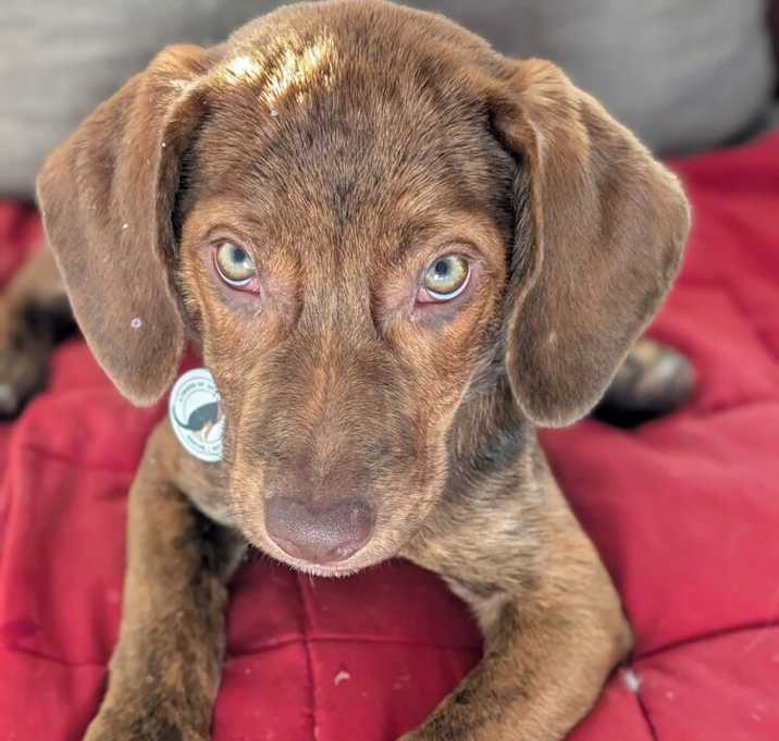 Photo of Coco