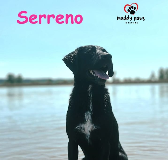 Photo of Serreno (Courtesy Post)
