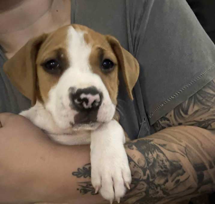 Photo of Charles (Pending Adoption)