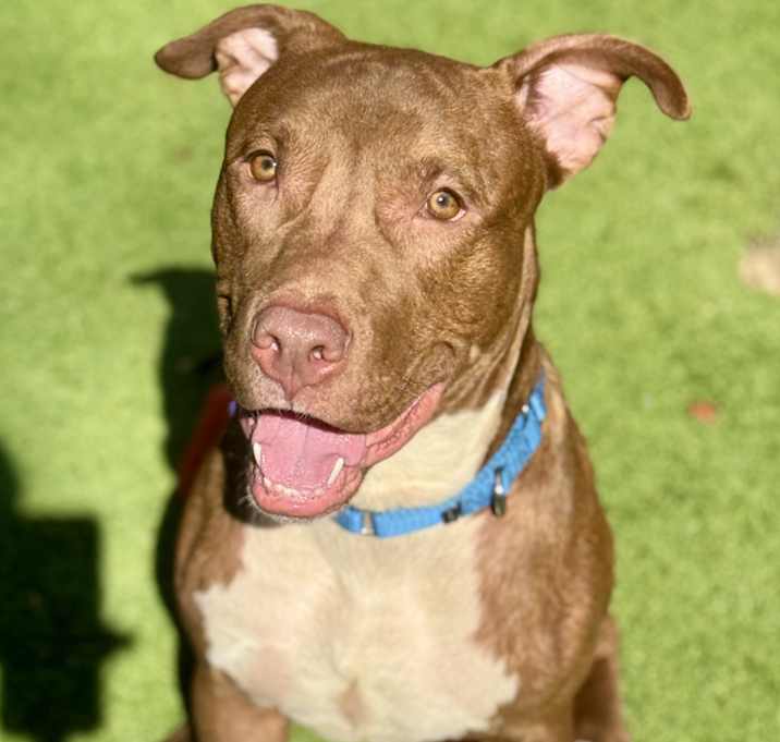 Photo of Brownie(Mall Of NH)