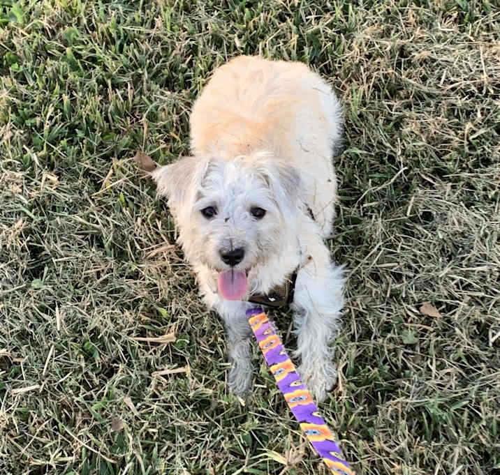 Photo of Cookie