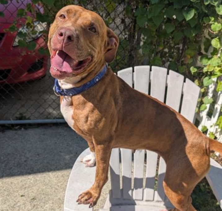 Skyla II (in foster)