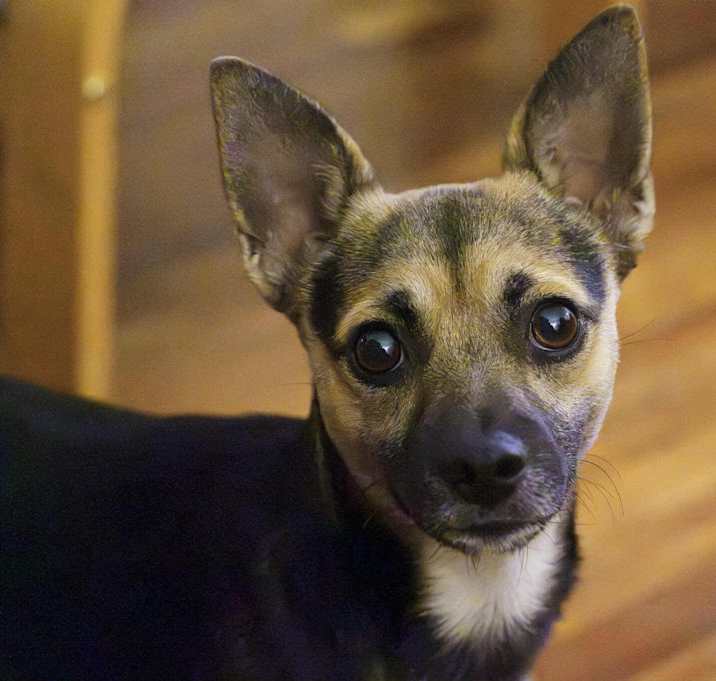 Photo of Billie - Adoption Pending