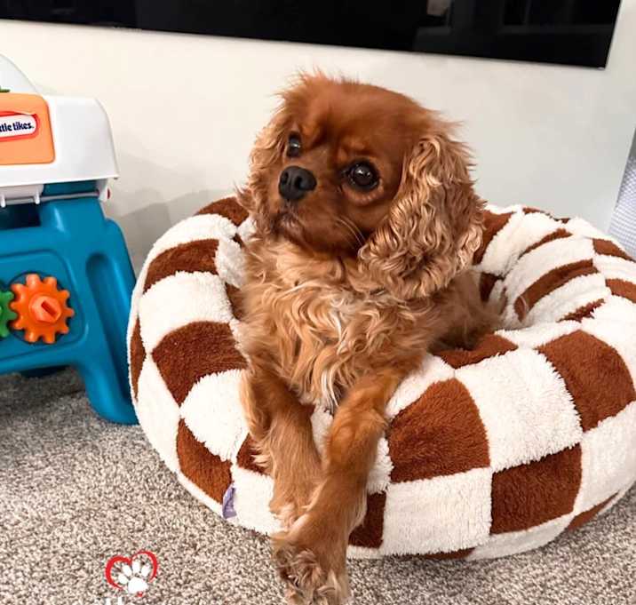 Photo of Murphy - Adoption Pending