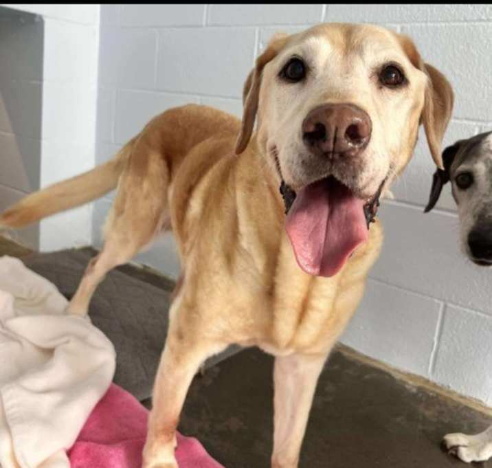 Photo of Bella (Daisy) / Bobby