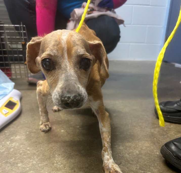 Photo of BG (Coraline)