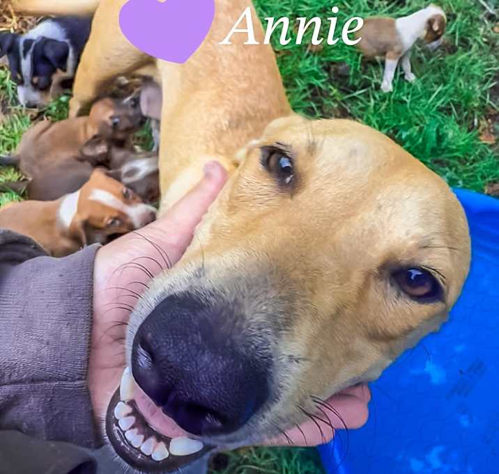 Photo of Annie 