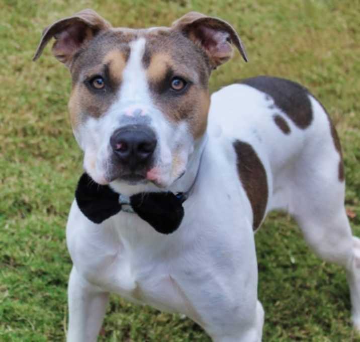 Photo of Fenrir 1537-25