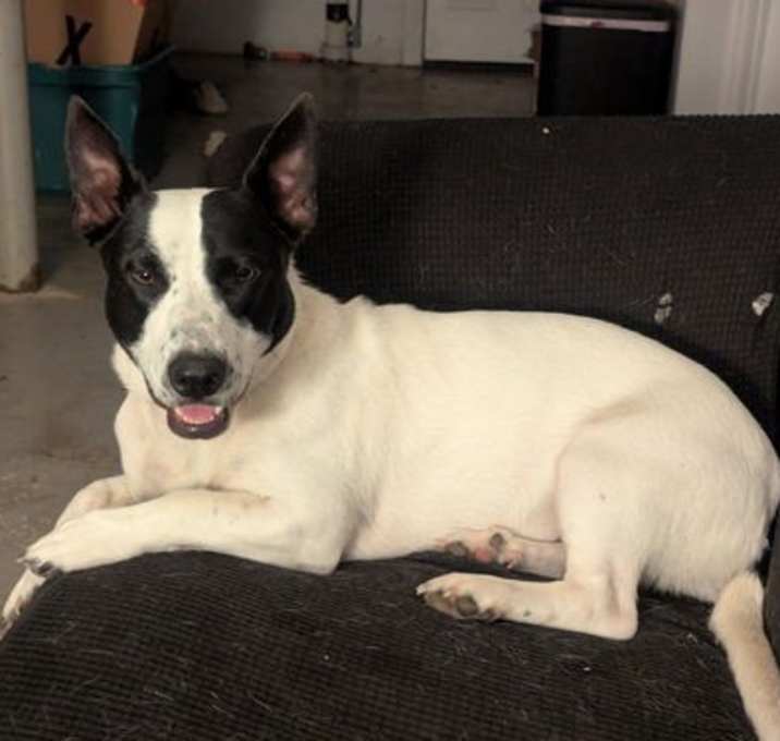 Photo of Pearl +. ~ CP