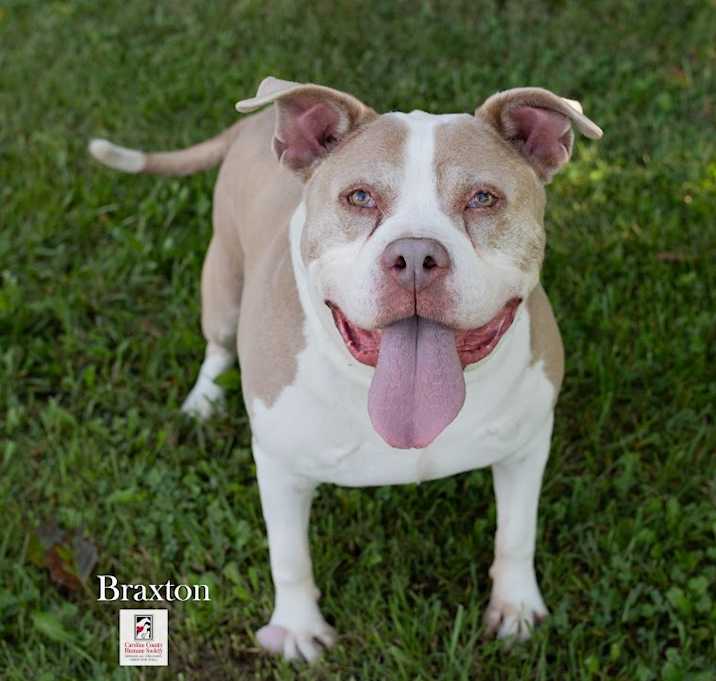 Braxton