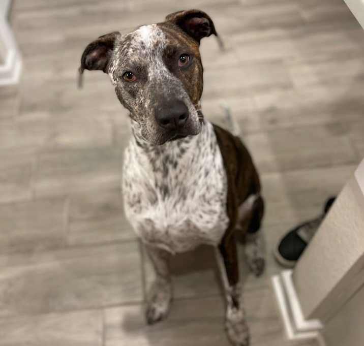 Photo of Nipper