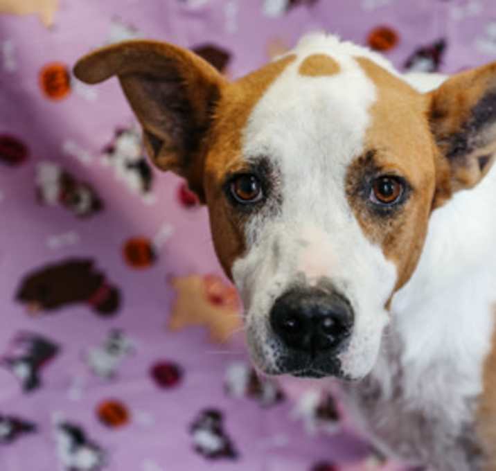 Photo of Harvey