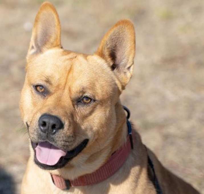Photo of Hoagie