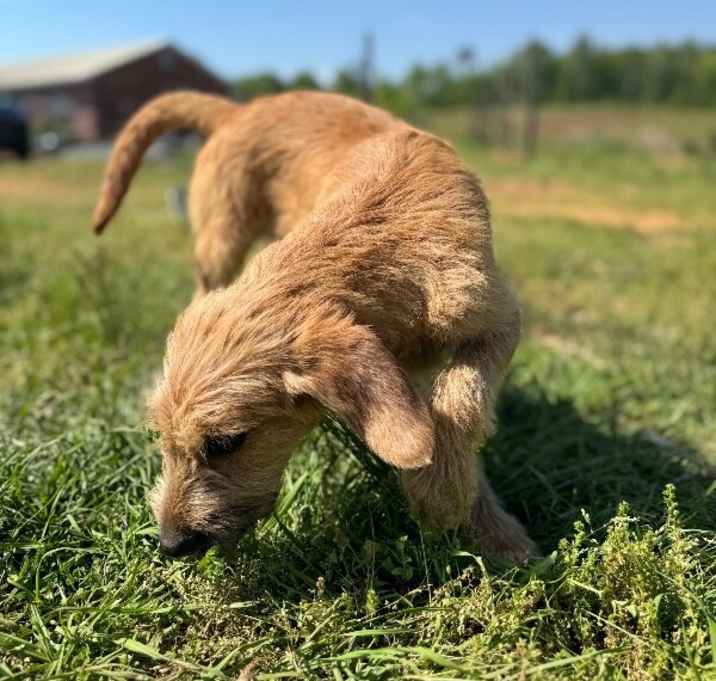 Photo of Hercules
