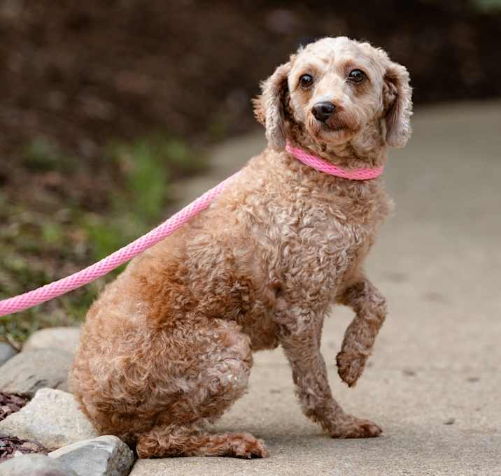 Photo of Denali (fka Reddy)