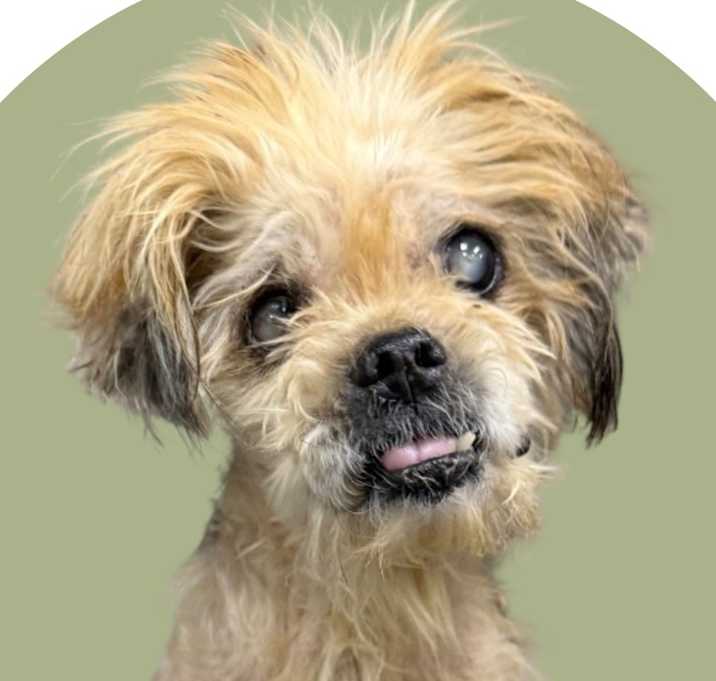 Photo of Matcha