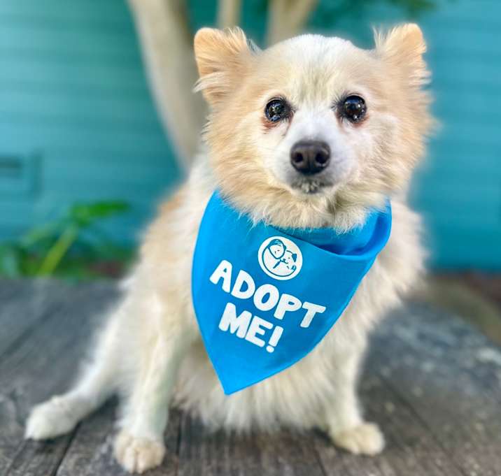 Photo of Yankee Candle