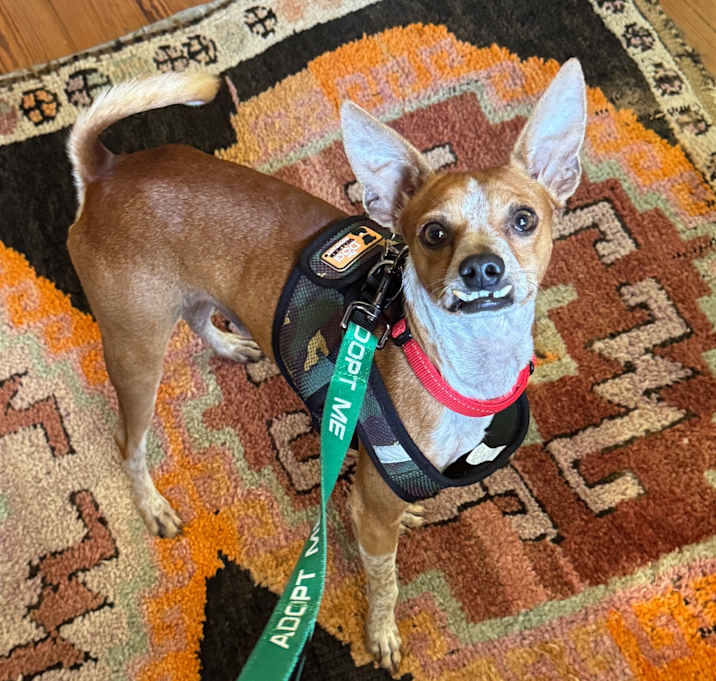 Photo of Snickerdoodle