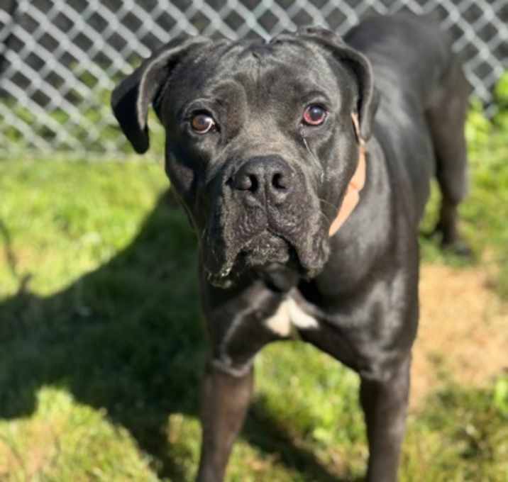 Photo of Rocky Balboa