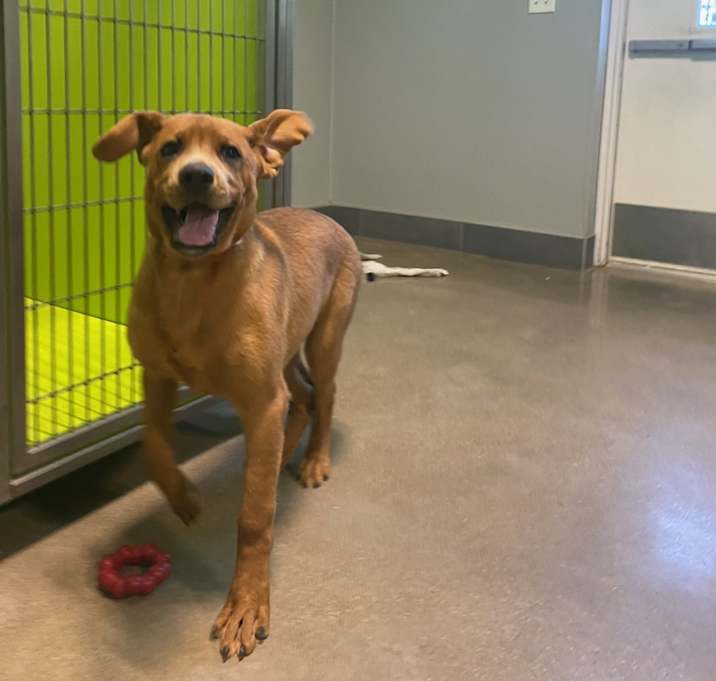 Photo of Ginger