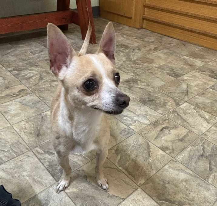 Photo of Mojo