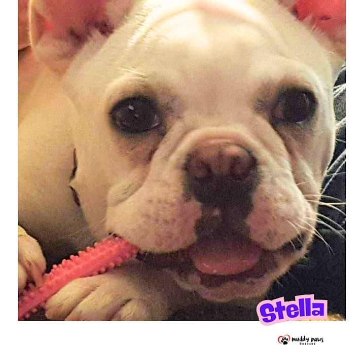 Photo of Stella (Courtesy Post)