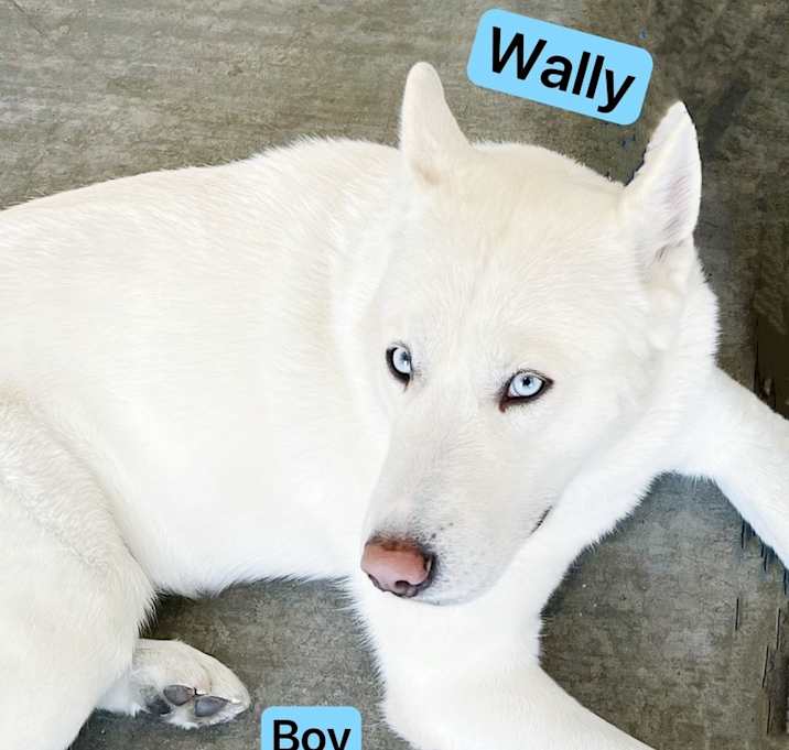 Wally
