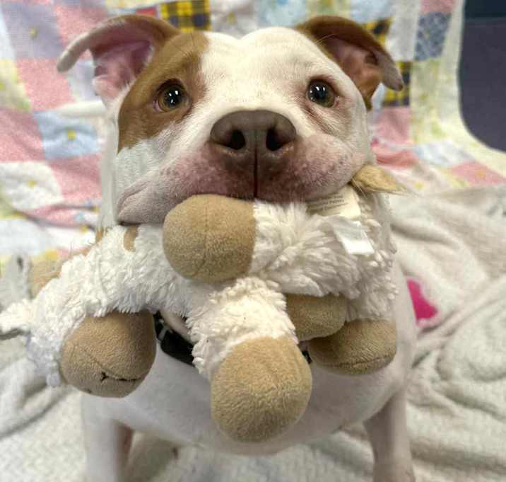 Photo of Apollo