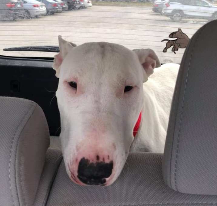 Photo of 21-010-Marshmallow