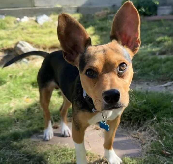 Photo of Skippy