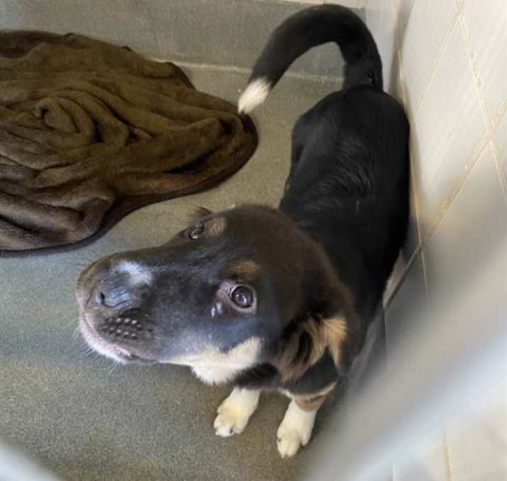 Photo of NUTTY BUDDY