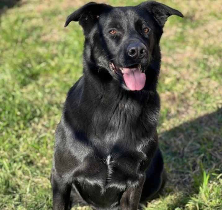 Photo of Kodi (in foster)