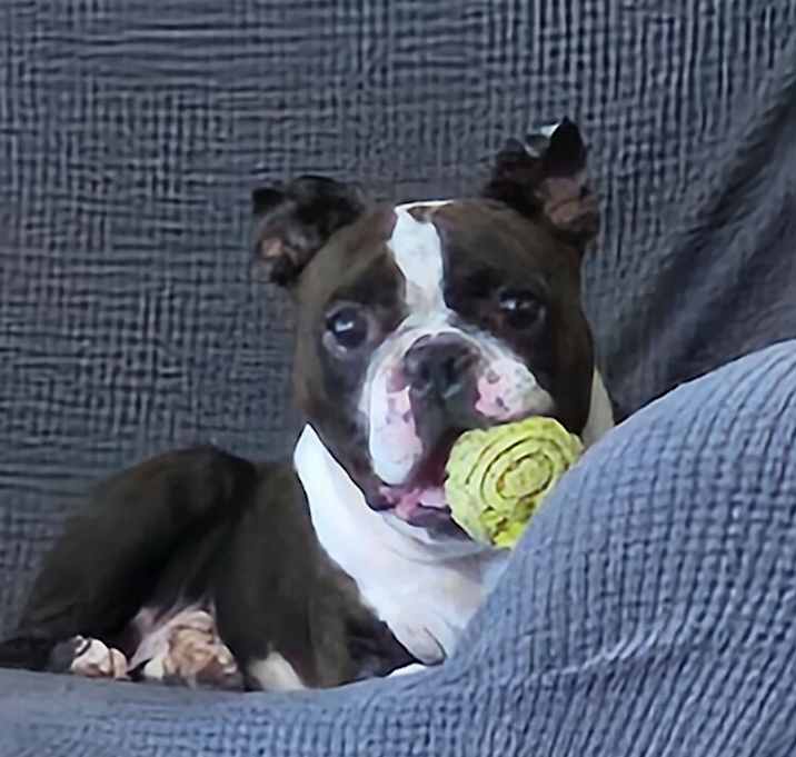 Photo of Charlie Stitch - 4203 GA