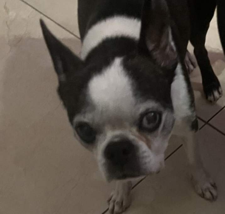 Photo of Lucy Ball - Florida