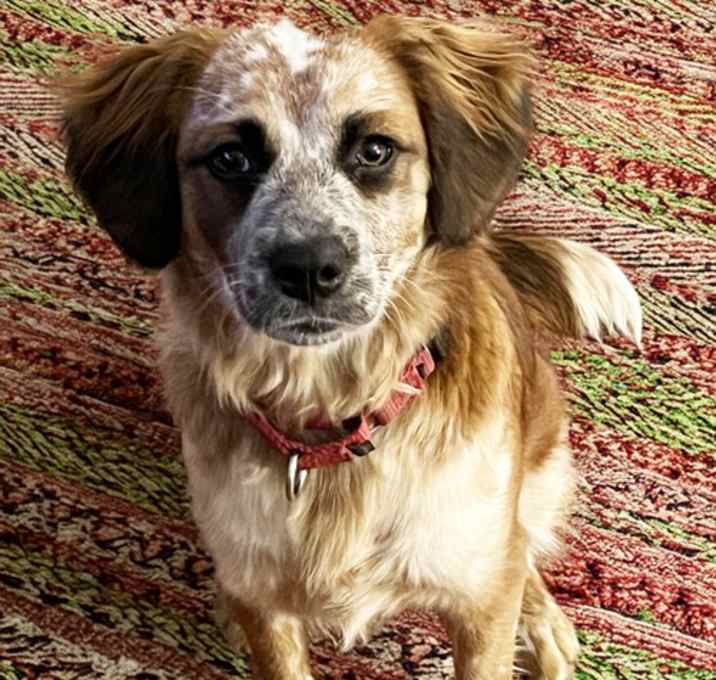 Photo of Puppy Summer