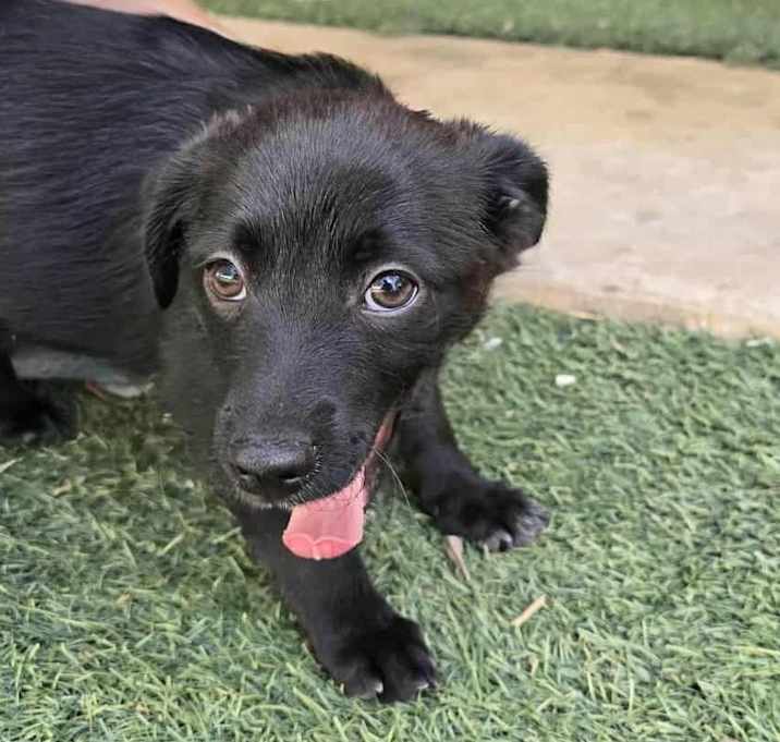 Photo of Licorice ZA