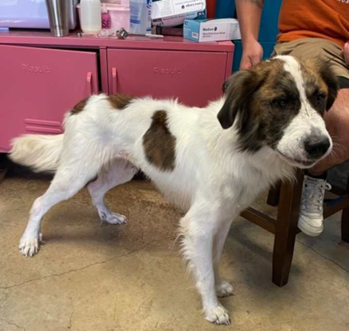 Photo of Big Bruce (in foster)